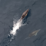 Au sixième jour était le formidable spectacle des dauphins