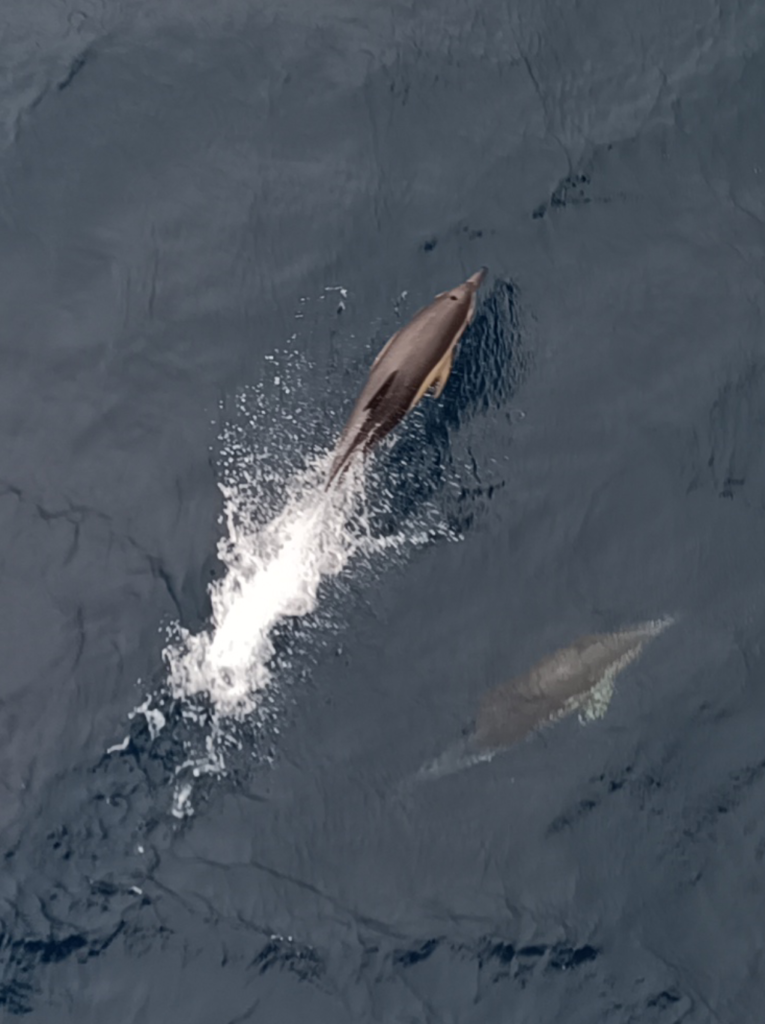 Au sixième jour était le formidable spectacle des dauphins